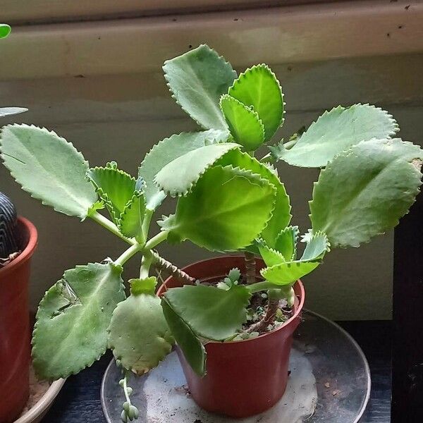 Kalanchoe laetivirens Leaf