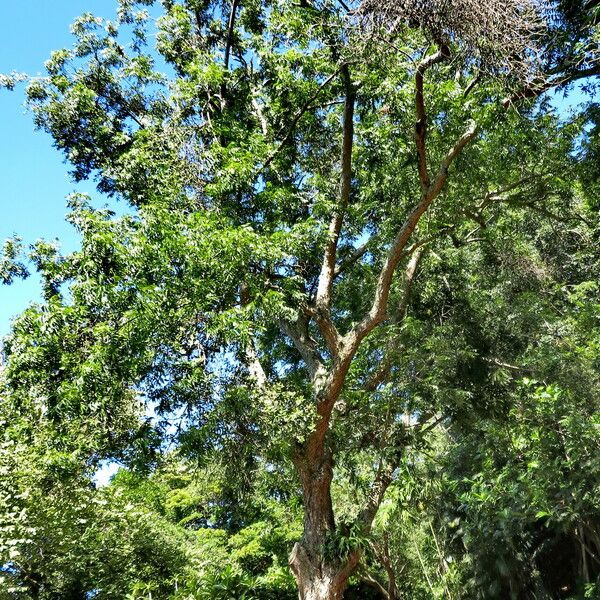 Carya illinoinensis Habitatea