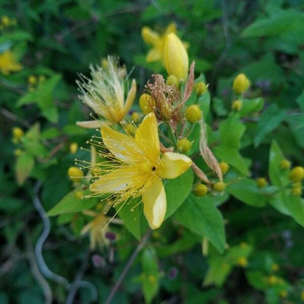 Hypericum hircinum 花