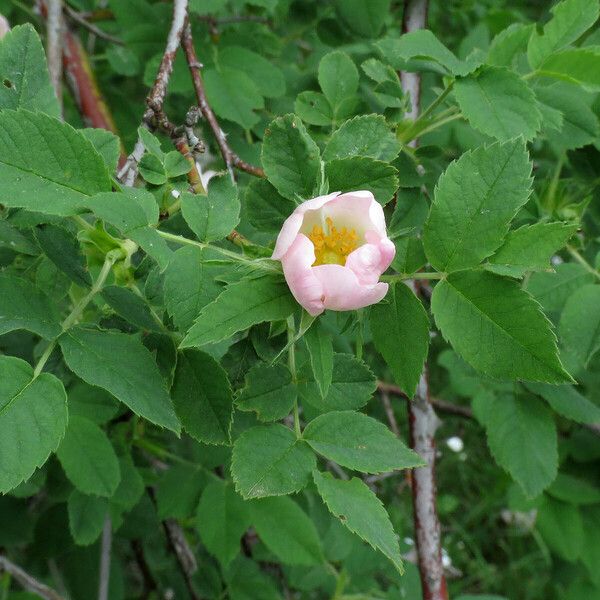 Rosa corymbifera Листок