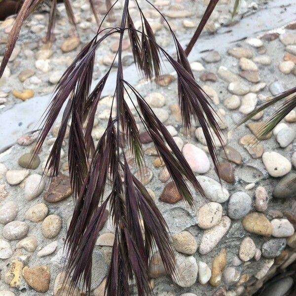 Bromus diandrus Plod