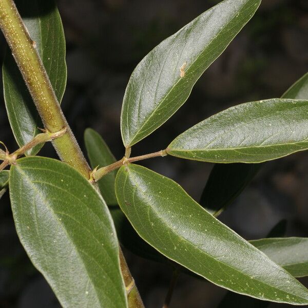 Desmodium cajanifolium Lehti