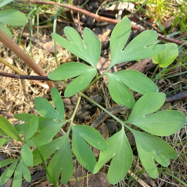 Corydalis solida পাতা