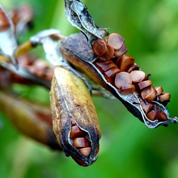 Veratrum nigrum Owoc