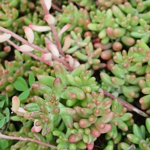 Sedum album ᱥᱟᱠᱟᱢ