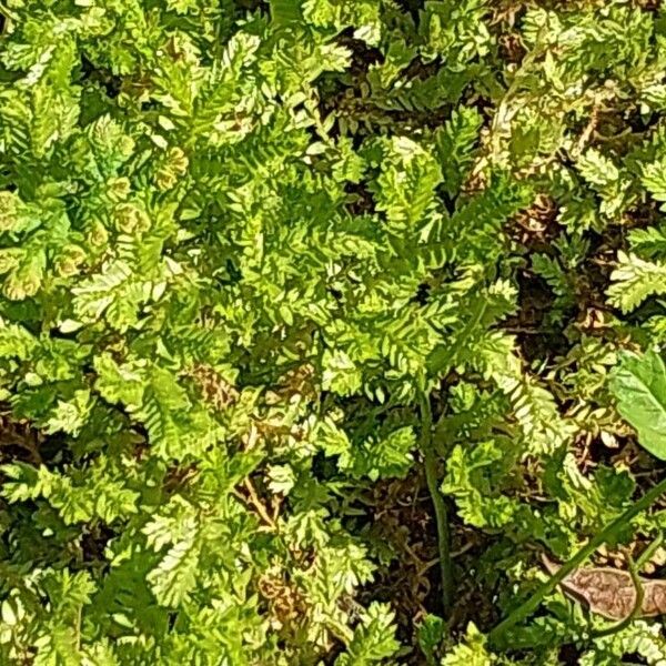 Selaginella kraussiana Blad