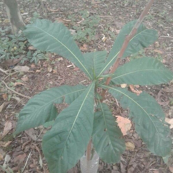 Genipa americana Feuille