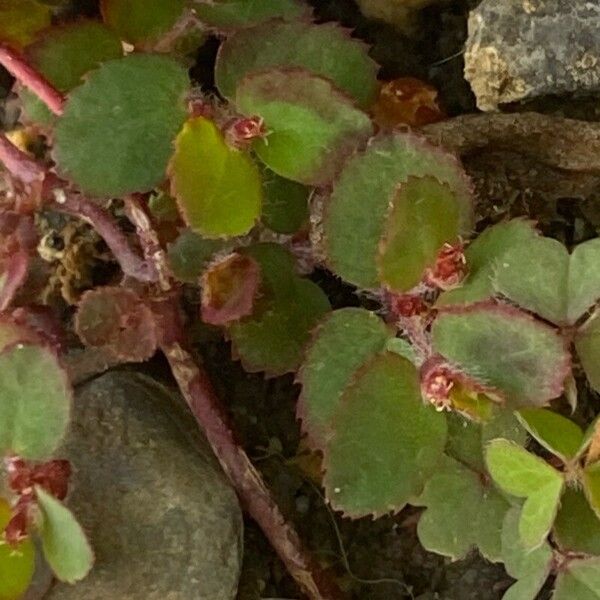 Euphorbia thymifolia Blad