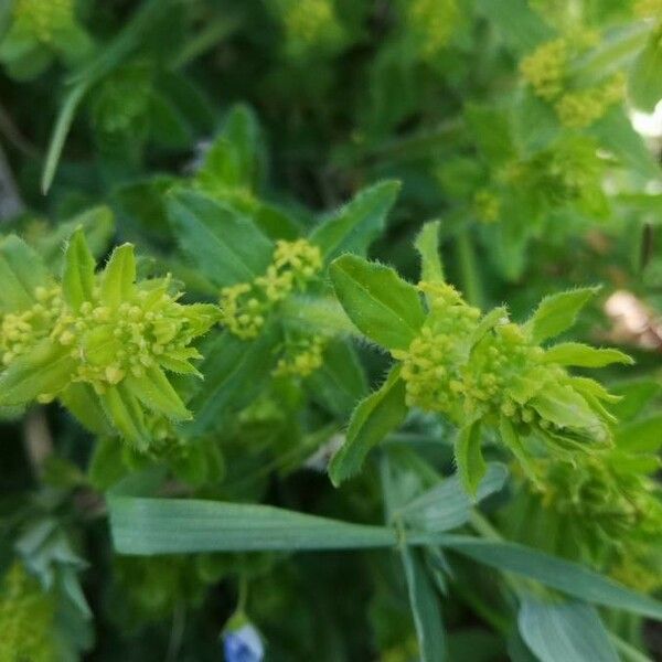 Cruciata laevipes Žiedas