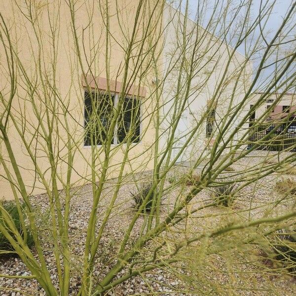 Parkinsonia aculeata Blatt