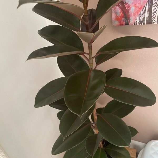 Ficus elastica Pokrój