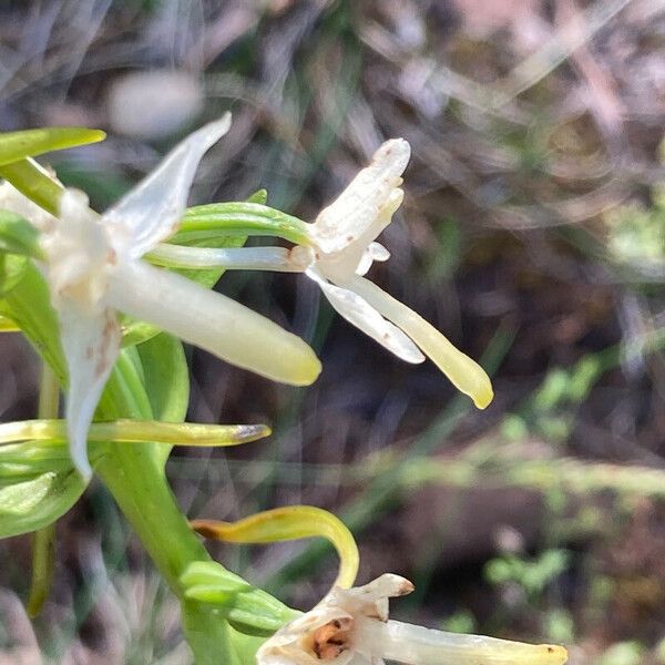 Platanthera bifolia Flors