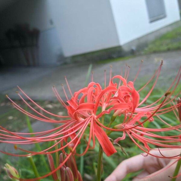 Lycoris radiata Bloem