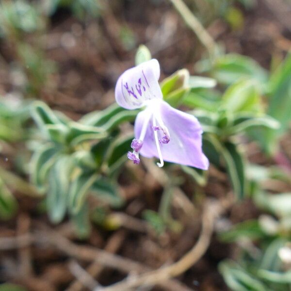 Dicliptera napierae Kukka