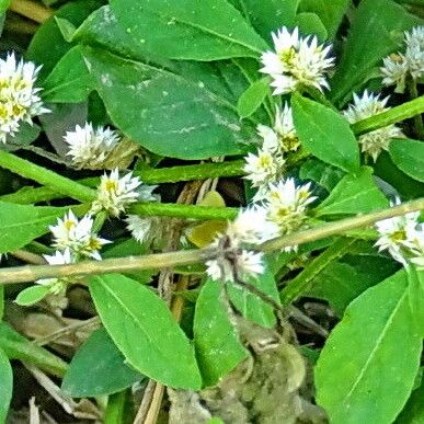 Alternanthera ficoidea Lorea