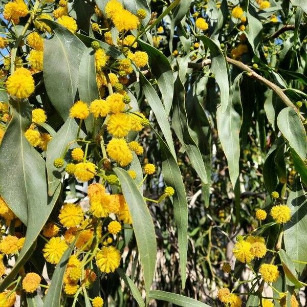 Acacia saligna Leaf