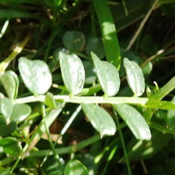 Vicia pyrenaica पत्ता