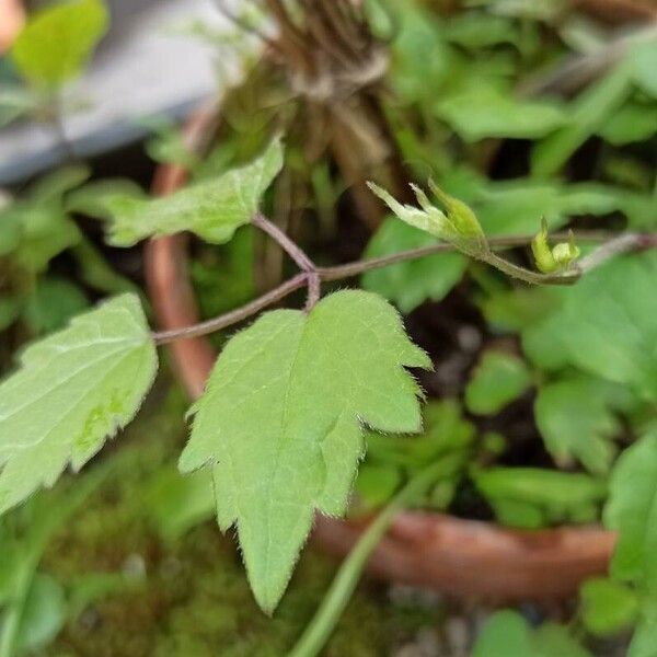 Clematis vitalba Foglia