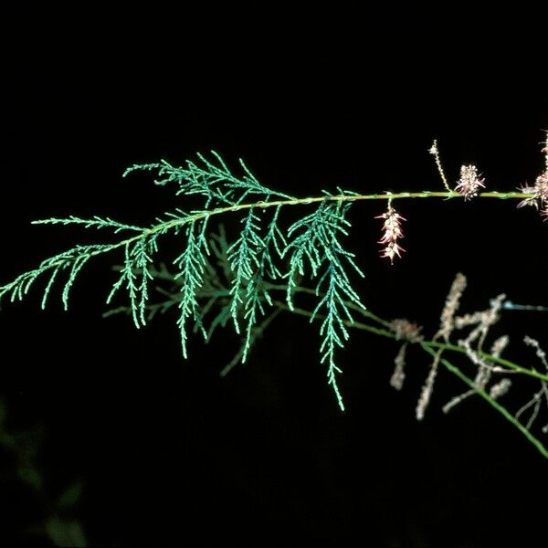 Tamarix chinensis Blüte