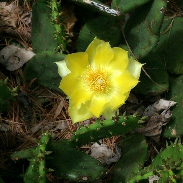 Opuntia humifusa 花