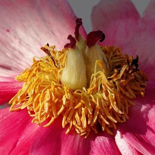 Paeonia mascula ফুল