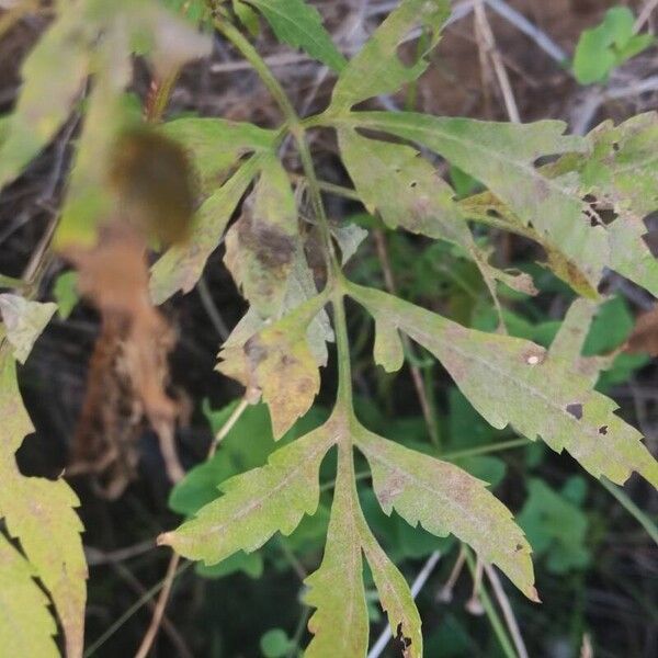 Bidens subalternans Leaf