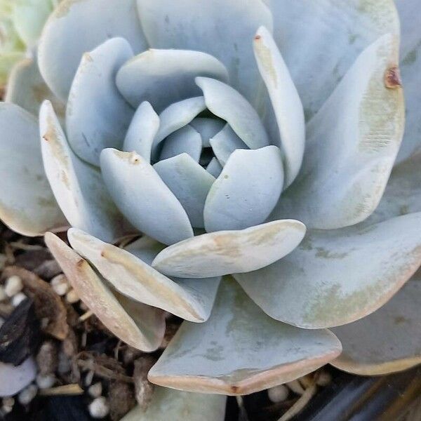 Echeveria lilacina Folio