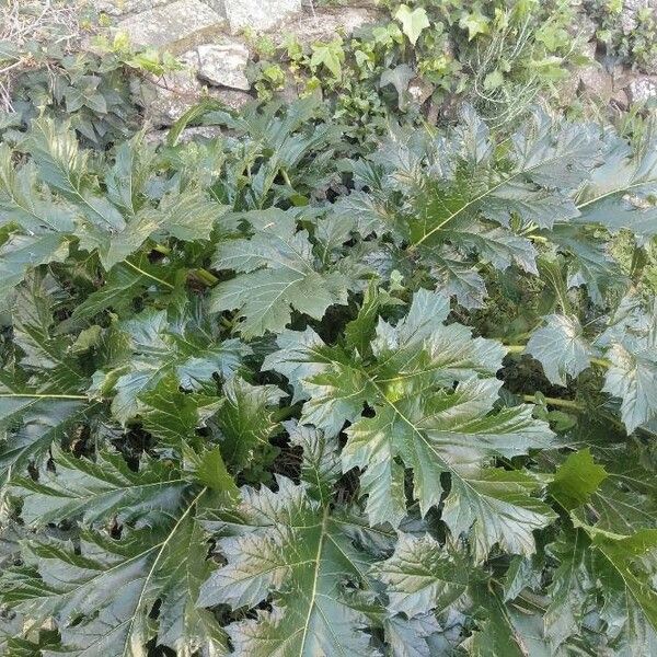 Acanthus mollis Liść