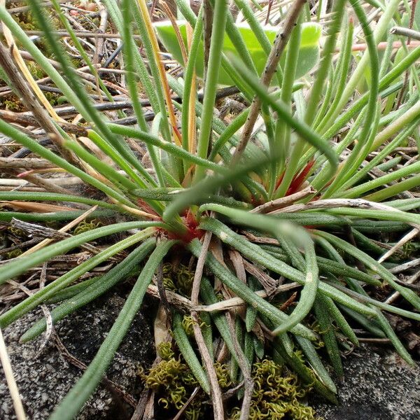 Armeria girardii 葉