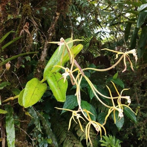 Epidendrum nocturnum पत्ता