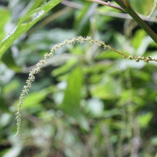 Boehmeria japonica Flower