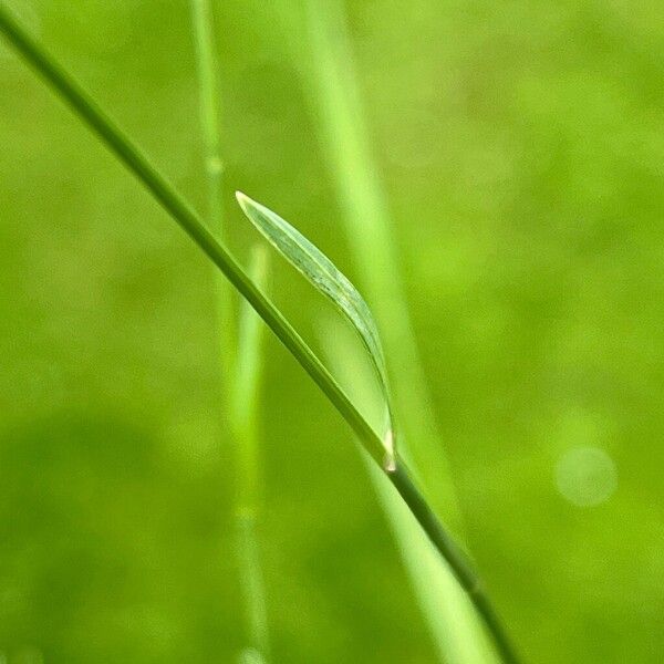 Poa compressa Leaf