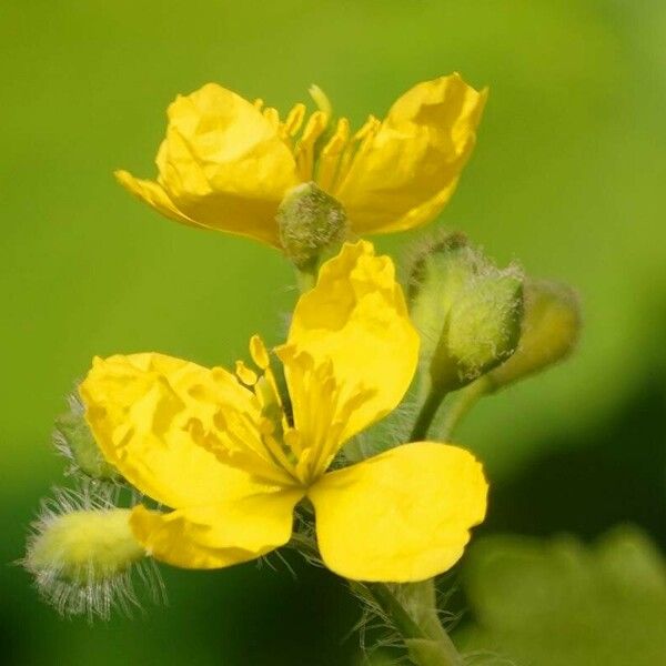 Chelidonium majus Flower