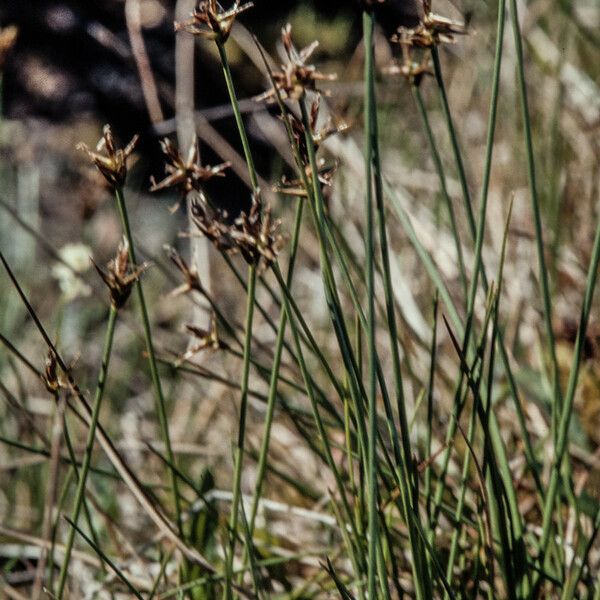 Carex microglochin ഫലം