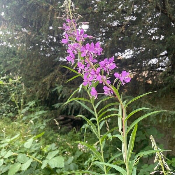 Epilobium angustifolium 花