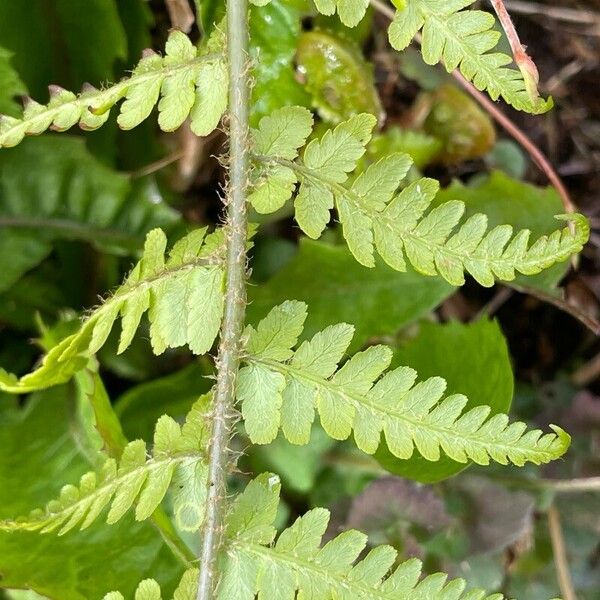 Dryopteris filix-mas Leaf