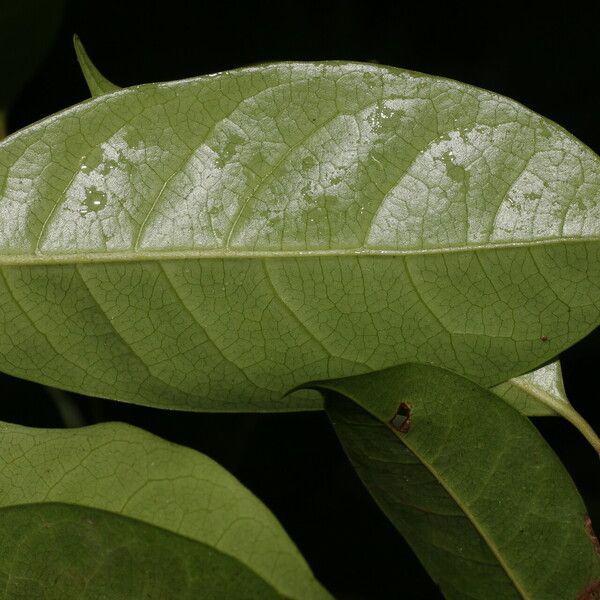 Sarcaulus brasiliensis Leaf