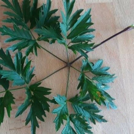 Rubus nemoralis Leaf