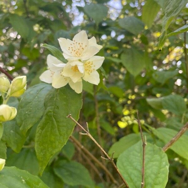 Philadelphus pubescens Õis