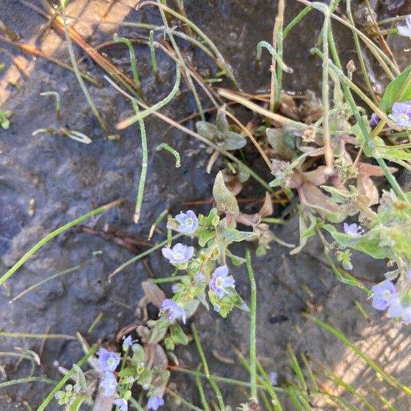 Veronica anagallis-aquatica Flower