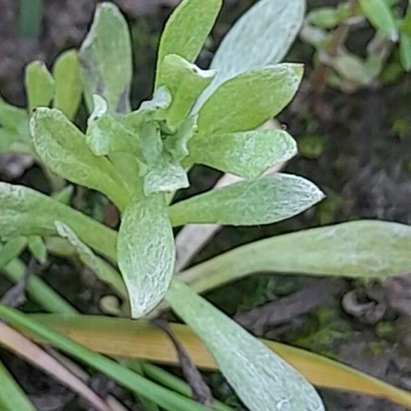 Filago pyramidata 整株植物