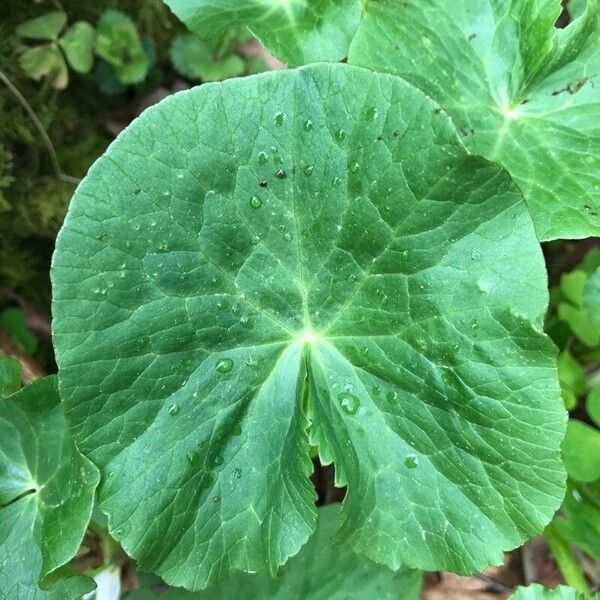 Ranunculus thora Leaf