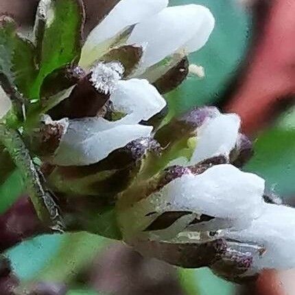 Cardamine parviflora Cvet