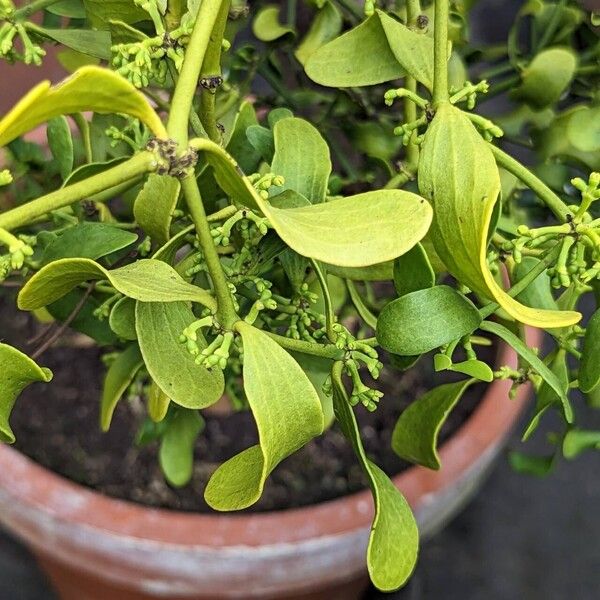 Viscum cruciatum Leaf