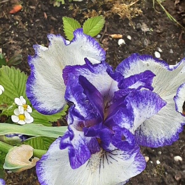 Iris pumila Bloem