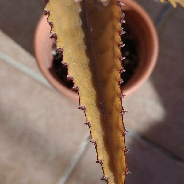 Kalanchoe daigremontiana Leaf