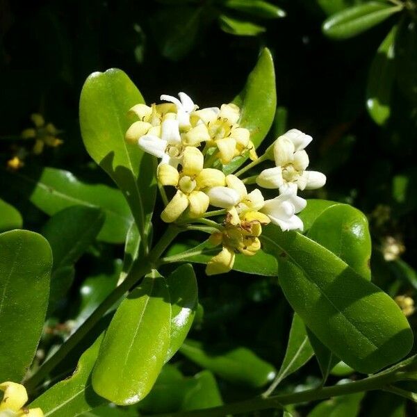 Pittosporum tobira Blüte