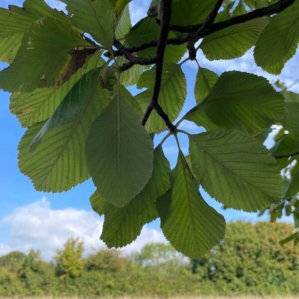 Aria edulis Blad