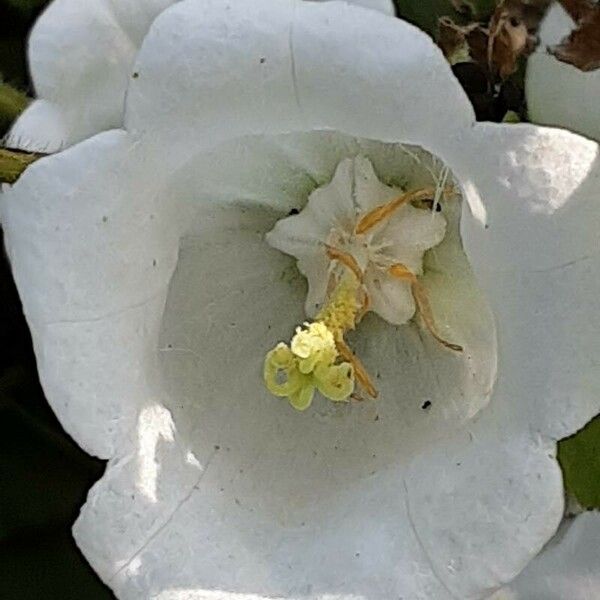 Campanula medium Λουλούδι