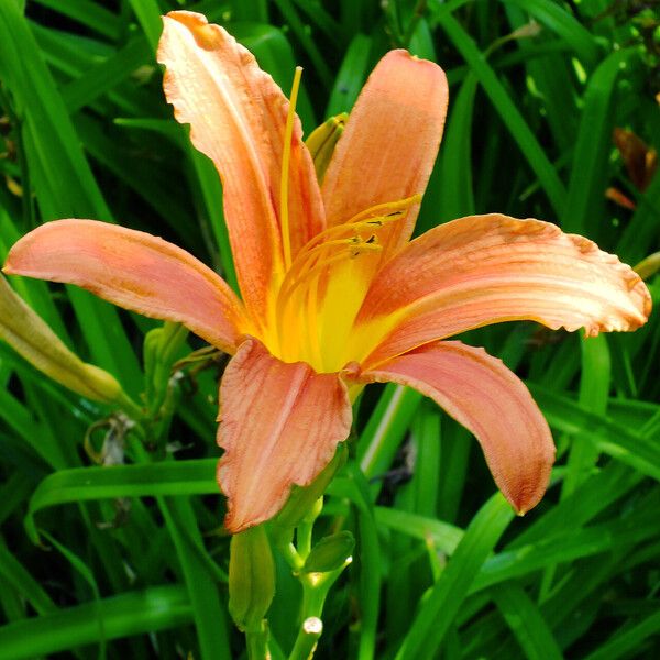 Hemerocallis fulva Blomst